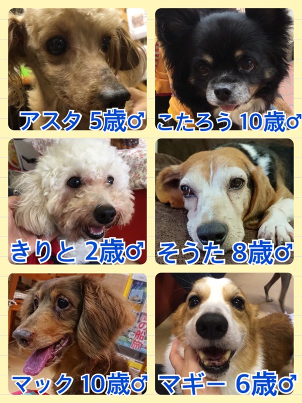 今日の里親様募集中の保護犬たち🐶2018,5,10